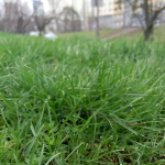 10 Weed Control Products