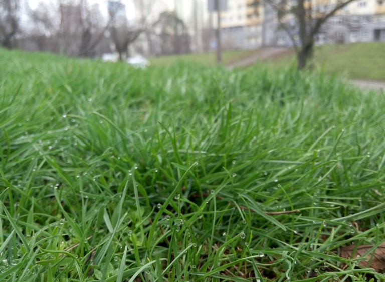 10 Weed Control Products to Keep Your Lawn Weed-Free