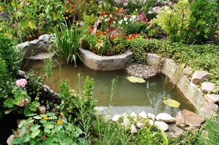 Backyard Biospheres: Creating Thriving Habitats for Local Wildlife