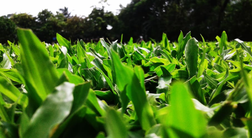 Healthy lawn
