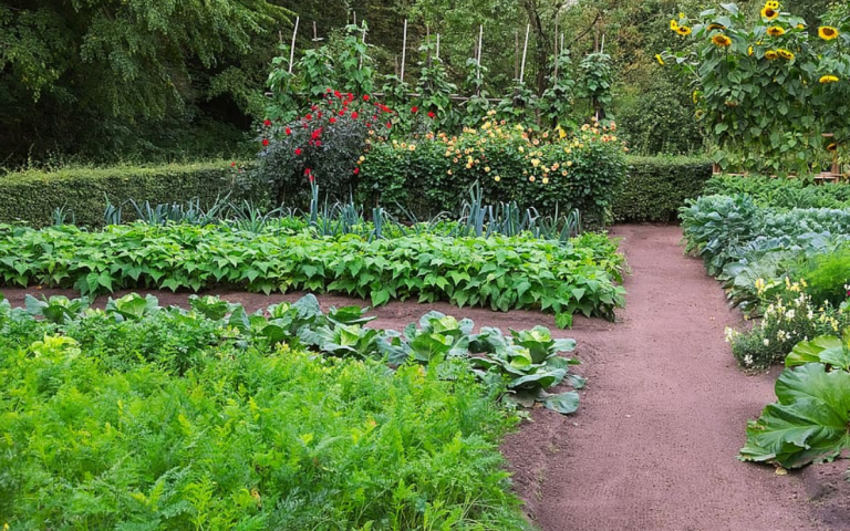 How to Build Your Own Backyard Vegetable Garden