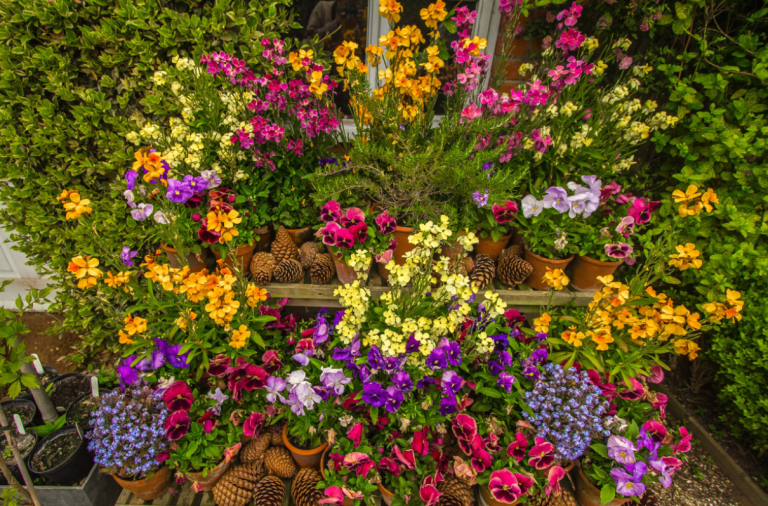 How to Create a Beautiful Garden with These Seeds and Plants