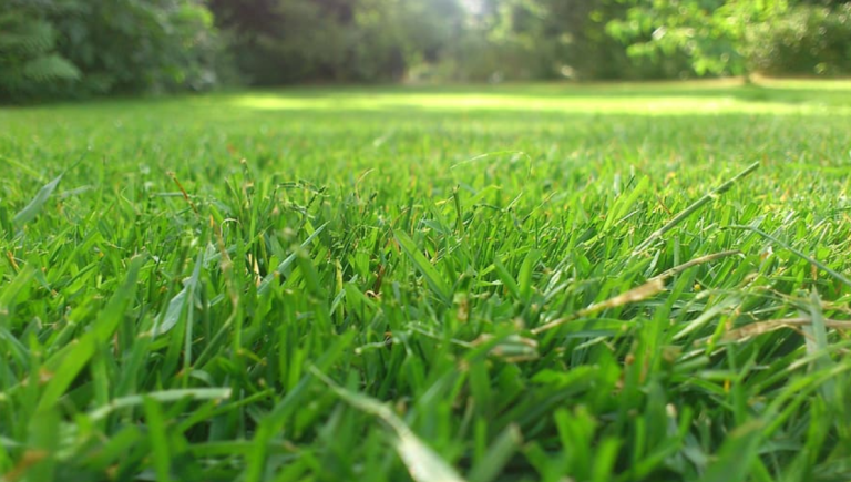 How to Create a Beautiful Lawn with These Grass Seed Products