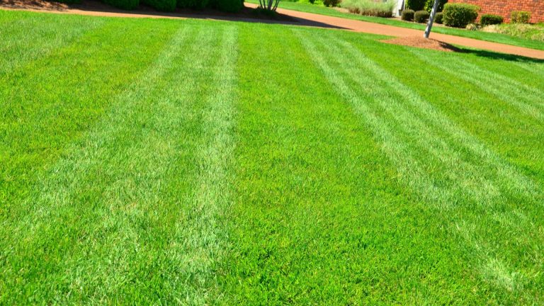 10 Essential Lawn Care Products to Keep Your Grass Healthy
