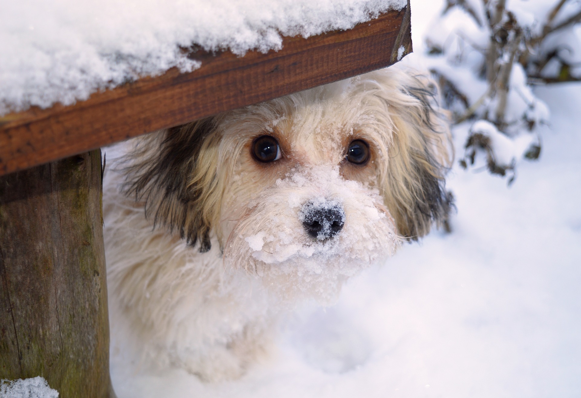 The Best Pet-Safe Ice Melts