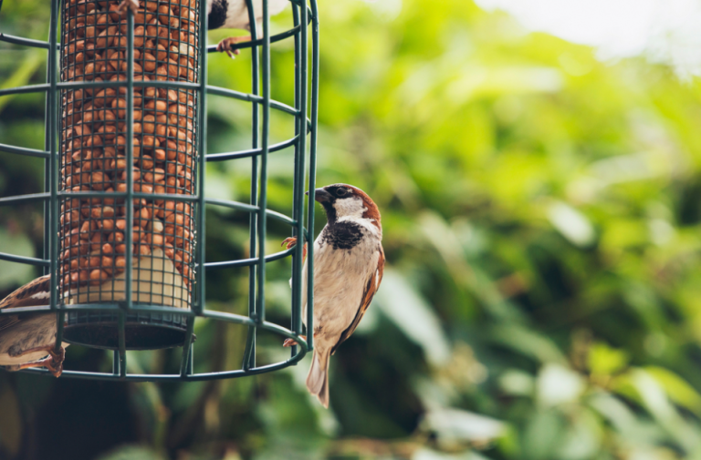 Winged Wonders: The Ultimate Guide to Backyard Birdwatching for Nature Lovers of 2023