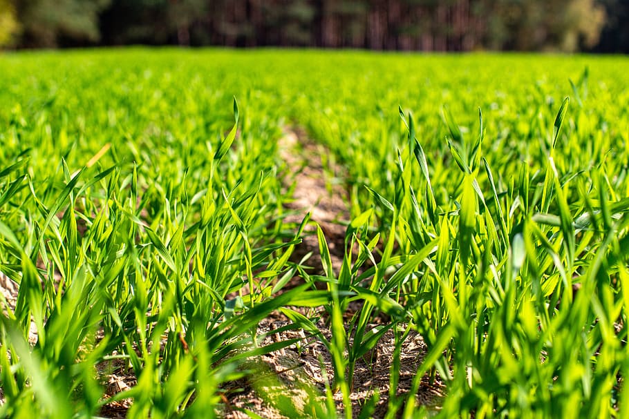 Best Lawn Fertilizers