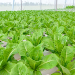 hydroponics and aquaponics