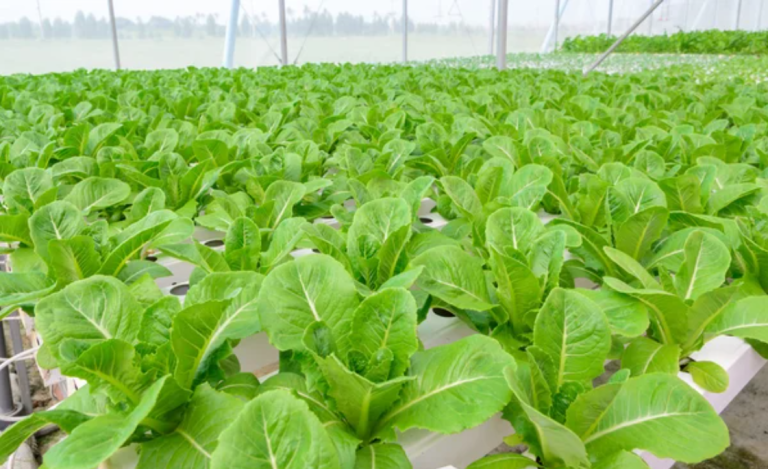 Future of Farming: Boost Your Homegrown Harvest with Revolutionary Hydroponics and Aquaponics Systems