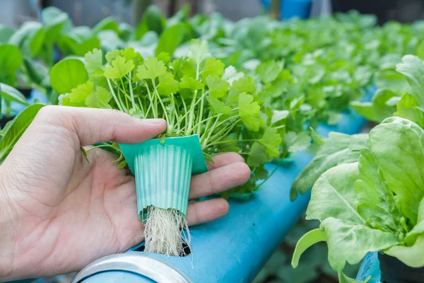 hydroponics systems