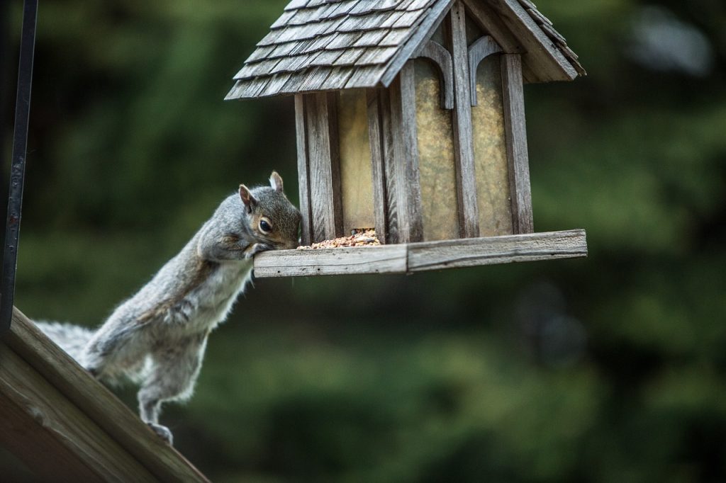 Understanding Local Wildlife